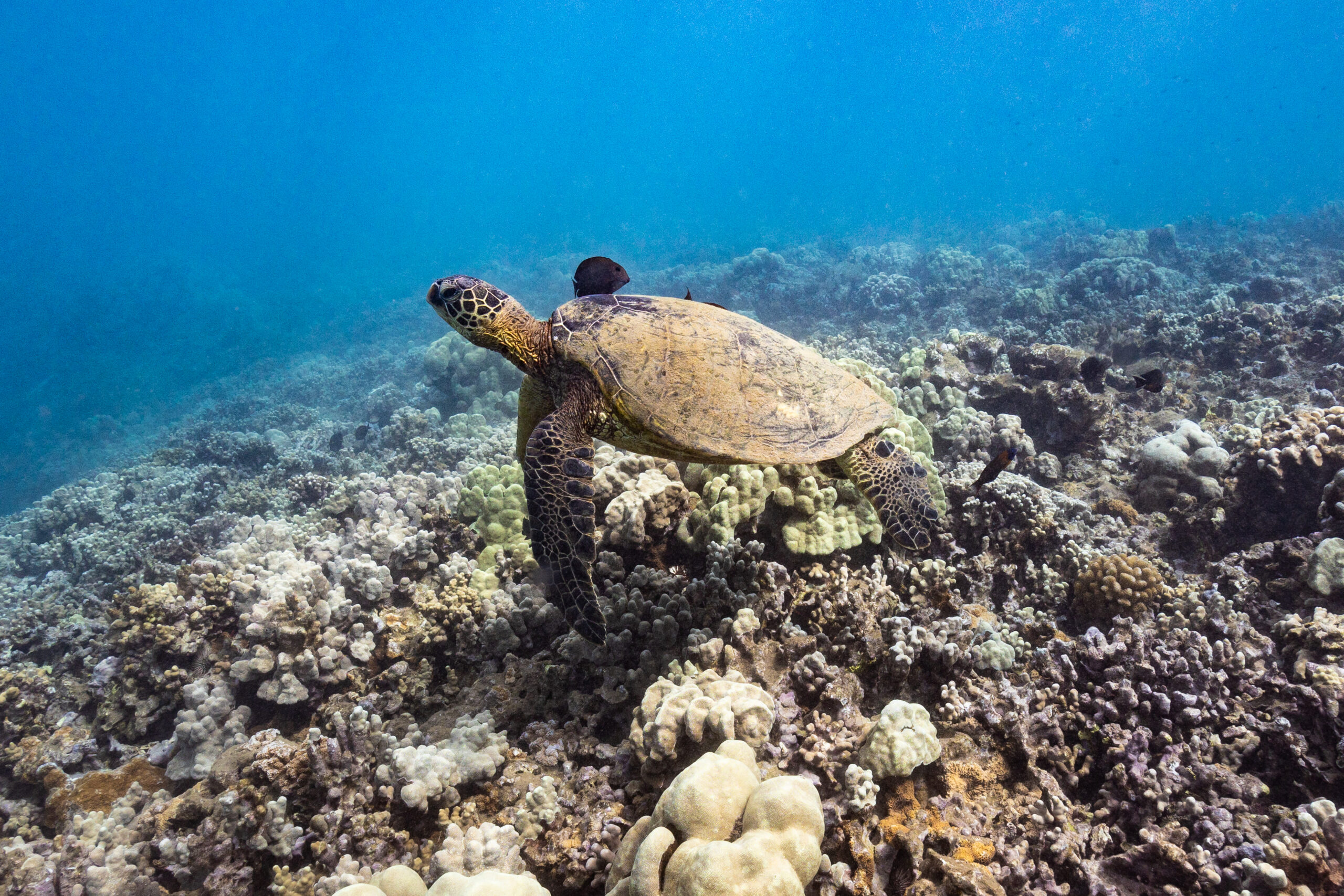 Hawaiian Turtle