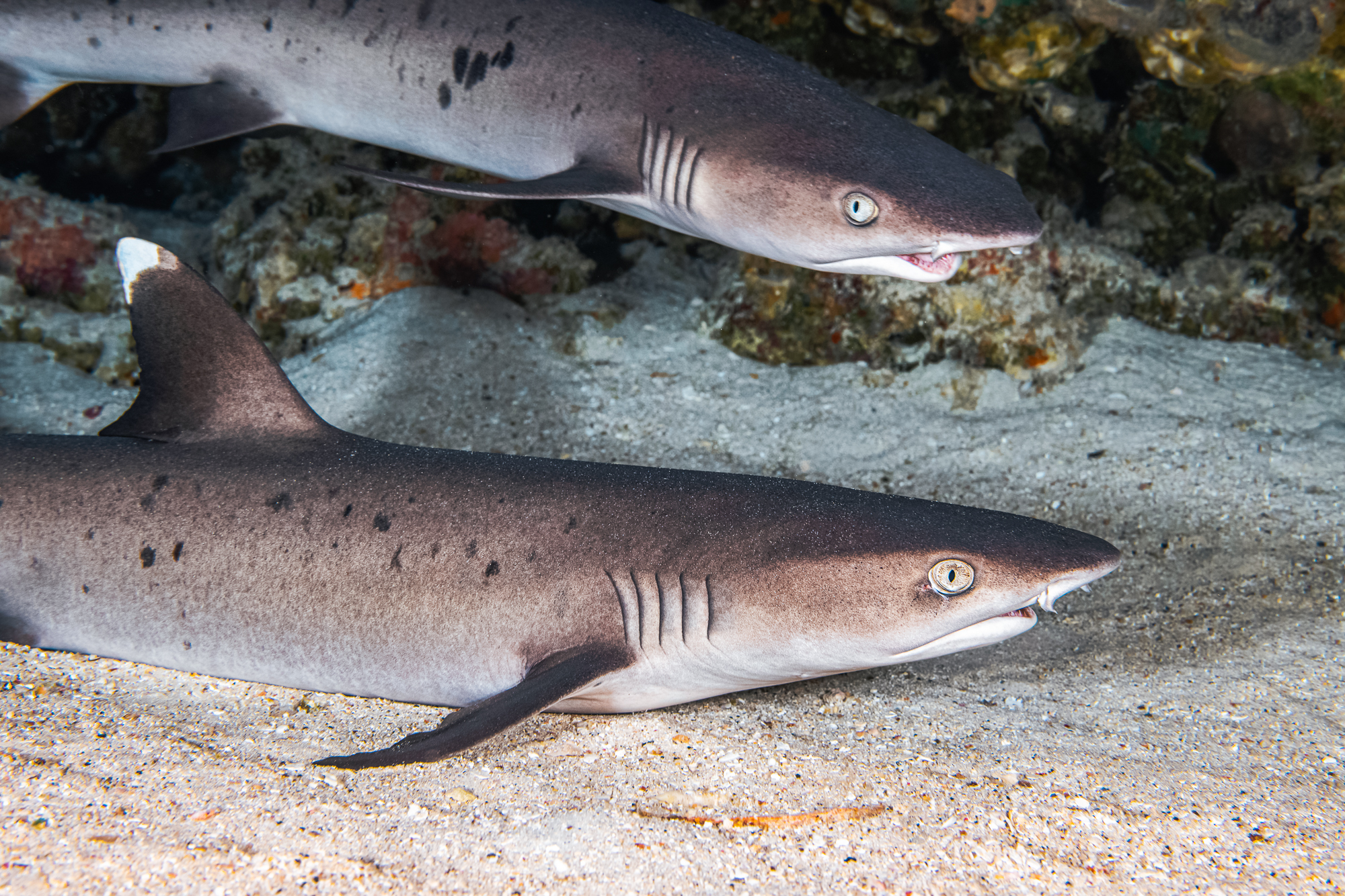Pacific Whale Foundation - Sharks of the Reef