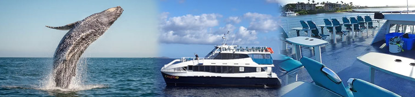 Calypso - Maui Whale Watch Cruise
