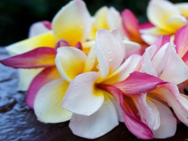 Kulea Greeting Service