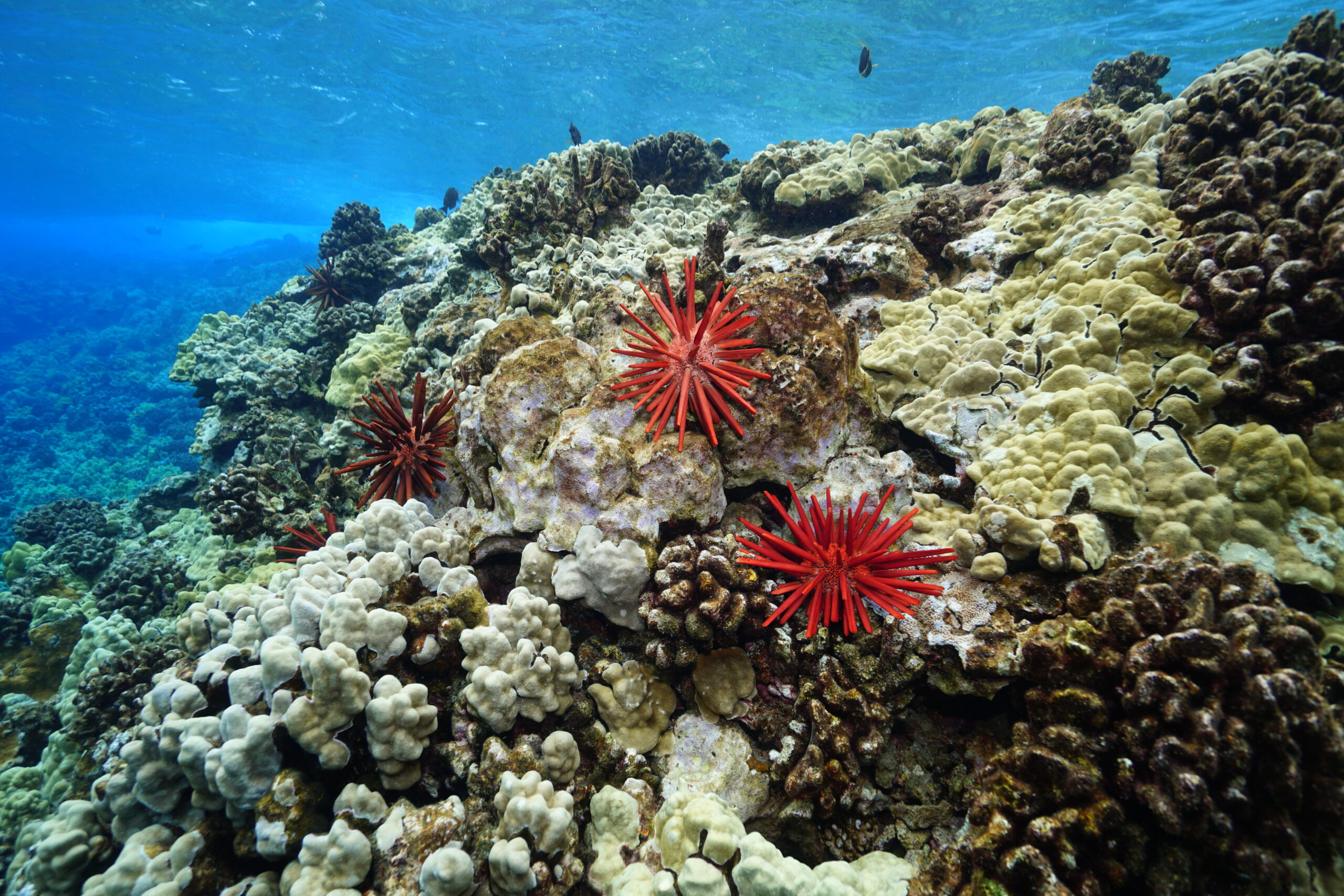 Maui Reef Snorkel 