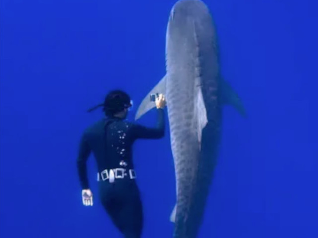 One Ocean Diving