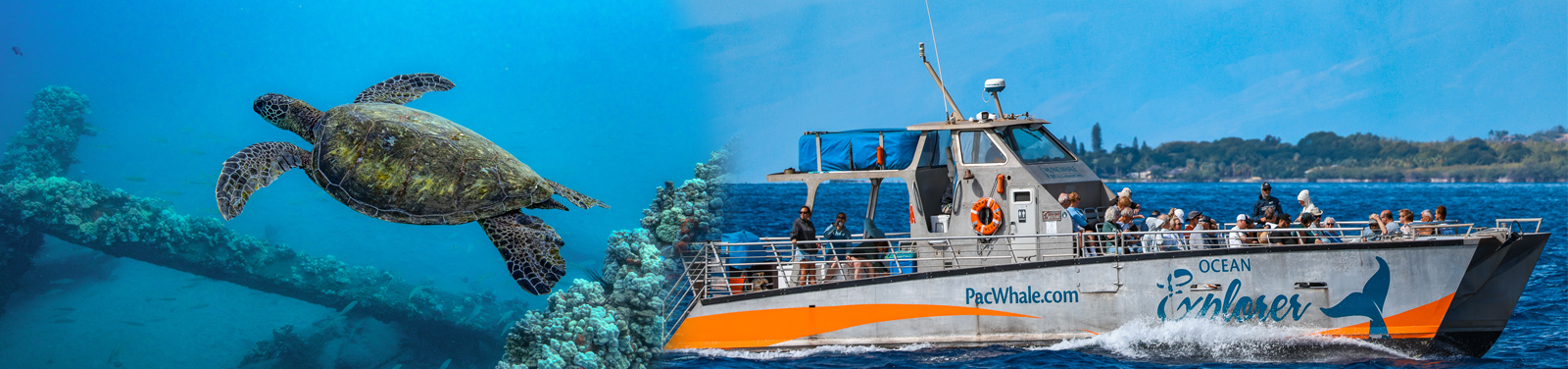 Pacific Whale Foundation - Sharks of the Reef 