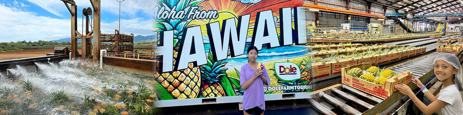Roberts Hawaii - North Shore Dole Pineapple Farm Tour 