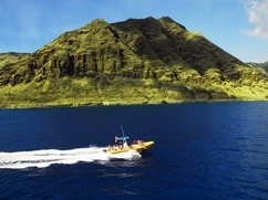 Dolphin Excursions - Wild Dolphin Encounter 