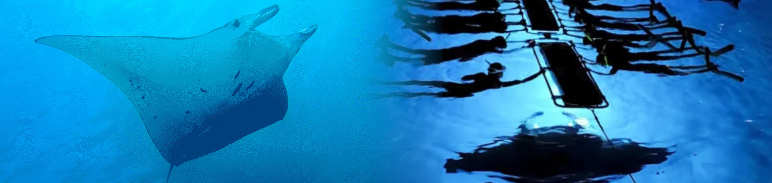 big island manta ray snorkel