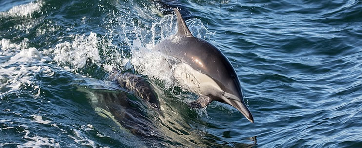 Top Hawaii Activities – Swimming with Dolphins 