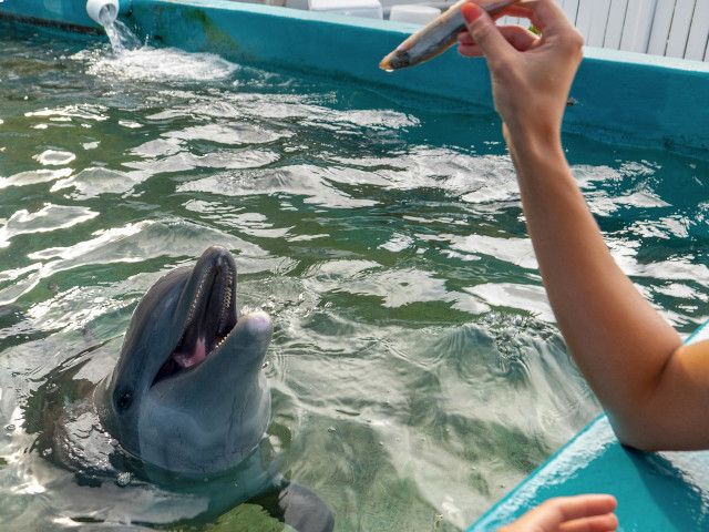 dolphin aloha sealife park