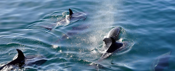 Swimming with Dolphins in Hawaii