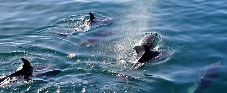 Swim with Dolphins in Hawaii