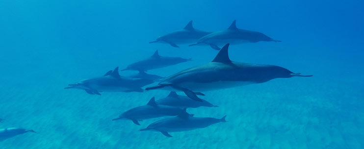 Hawaii Things to Do – Swimming with Dolphins 