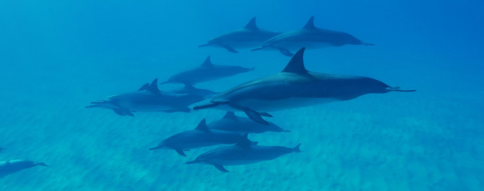 Dive into Paradise: Swimming with Dolphins in Hawaii 