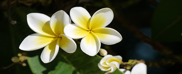 Hawaii Group Vacation Planning
