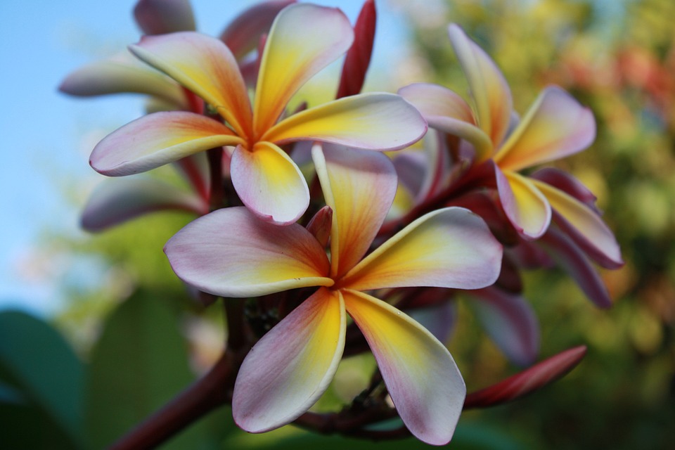 Hawaii Group Vacation Itinerary