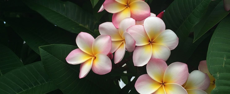 Understanding the Hawaiian Language
