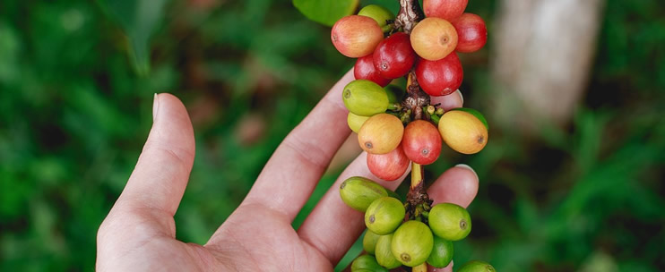 Delicious Hawaiian Fruit