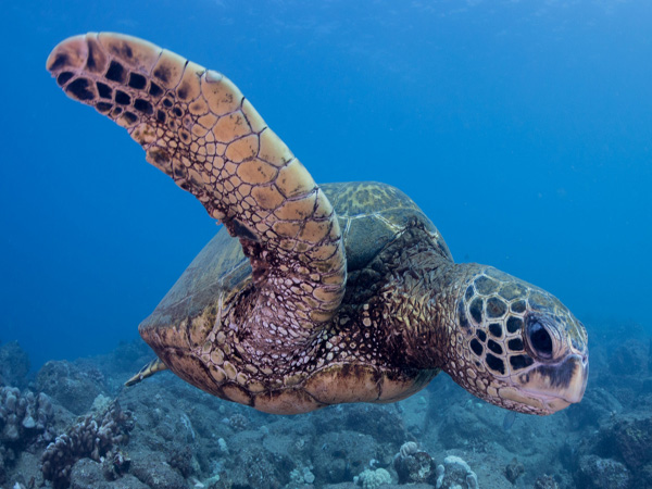 Seasport Divers - Shore Dive 