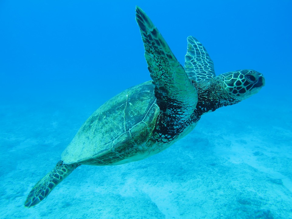 Easily Create a Memorable Vacation with Hawaii Group Tours 