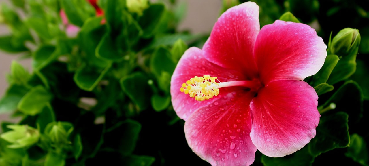 Fun Things to Know About The Hawaiian Islands