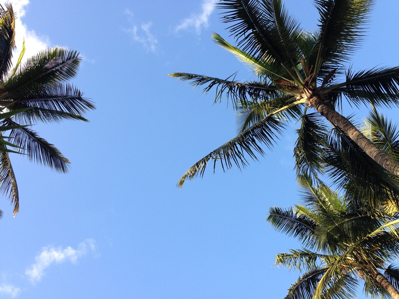 Dillingham Airfield - Oahu Attractions and Activities 