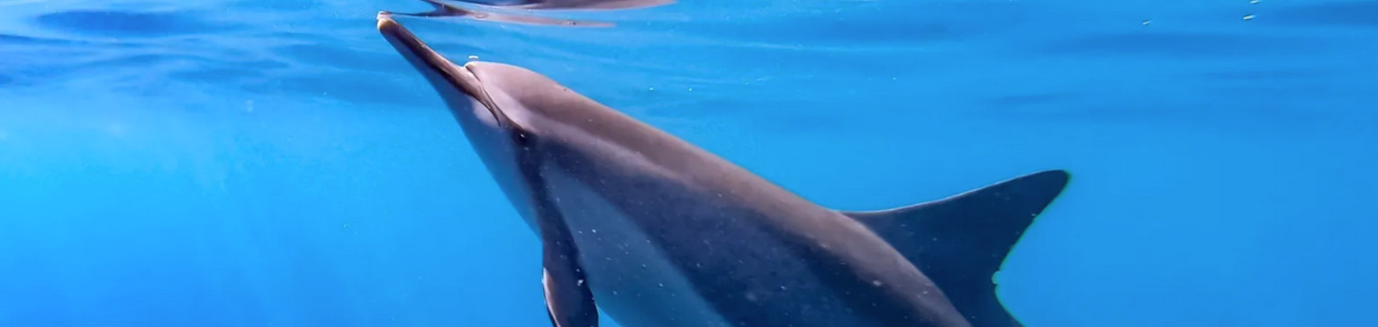 hawaii dolphin excursions