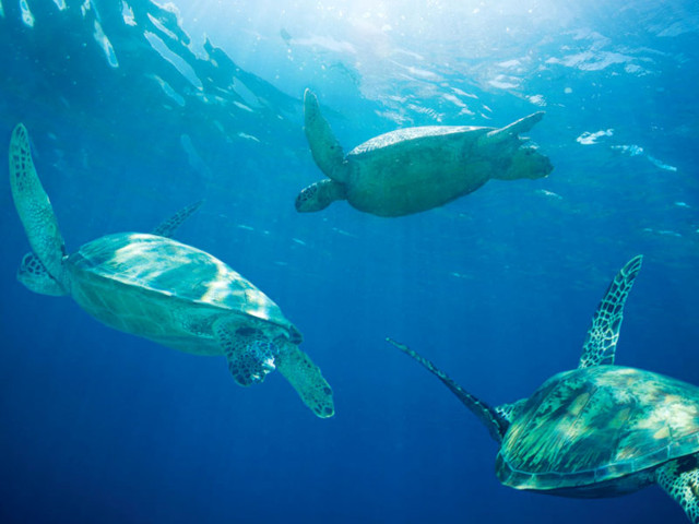 hawaii nautical turtles snorkel