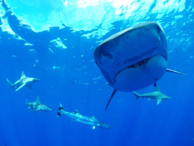 Hawaii Shark Encounters