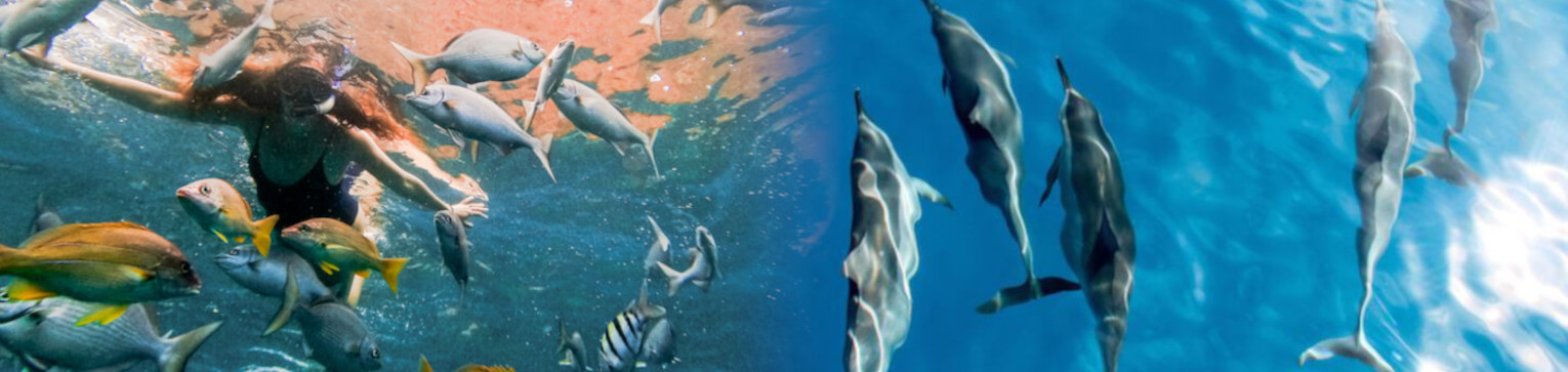hawaii snorkeling