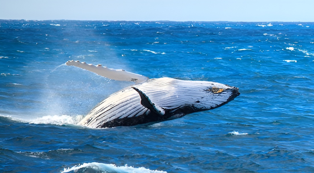 Ocean Encounters - Whale Watch Tour