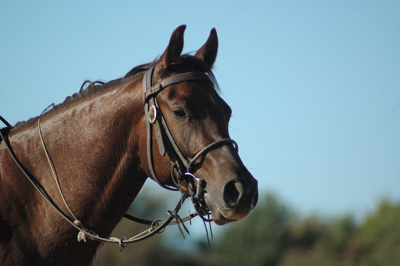 Maui Horseback Riding