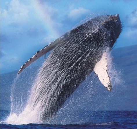Whale
