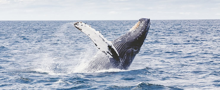Whale Watching in Hawaii