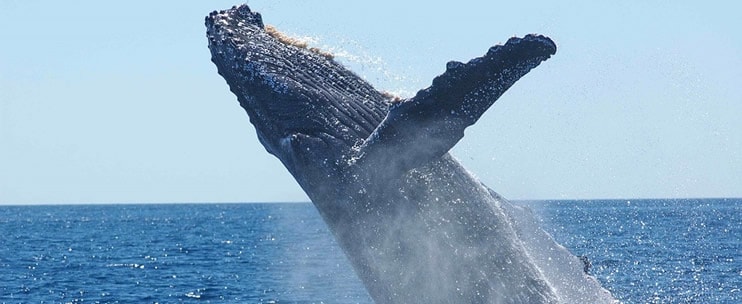 Humpback Whales Return to Hawaii