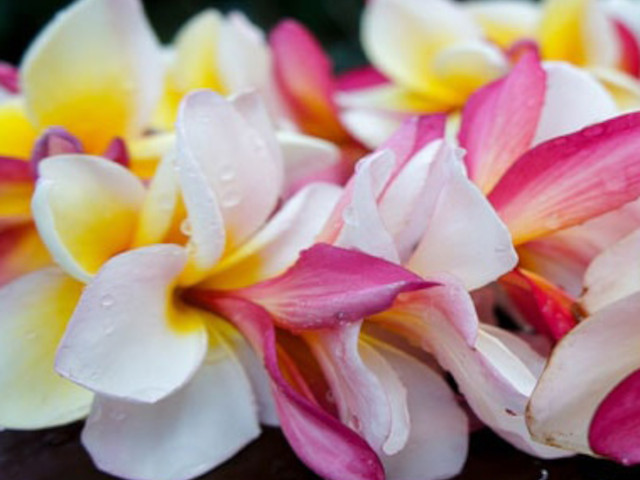 Kauai Airport Lei Greeting