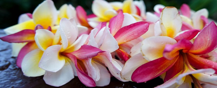 kauai lei greeting