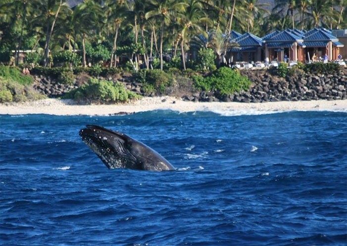 Wake up with the Whales