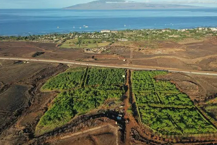 Ku'ia Estate – Maui Guided Cacao Farm Tour & Tasting