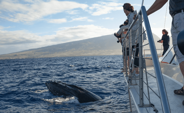 Pacific Whale Foundation - Whale Watch Sail (Lahaina) 