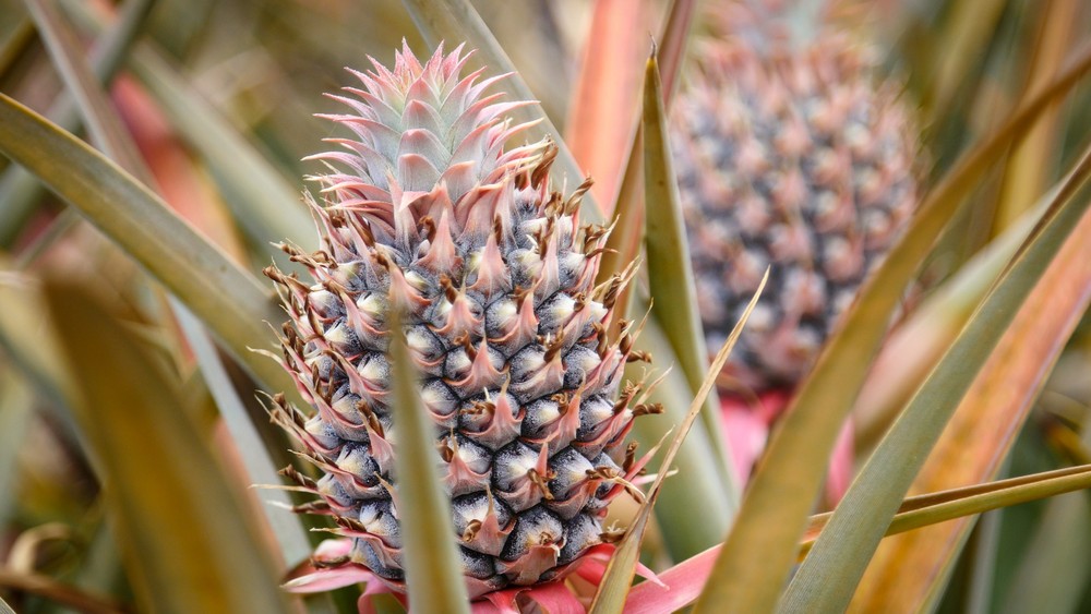 Maui Pineapple Tours