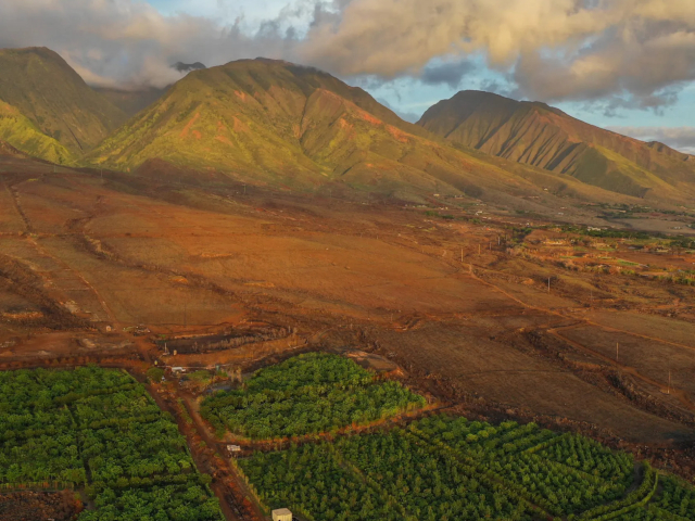 Maui Chocolate Tour Farm