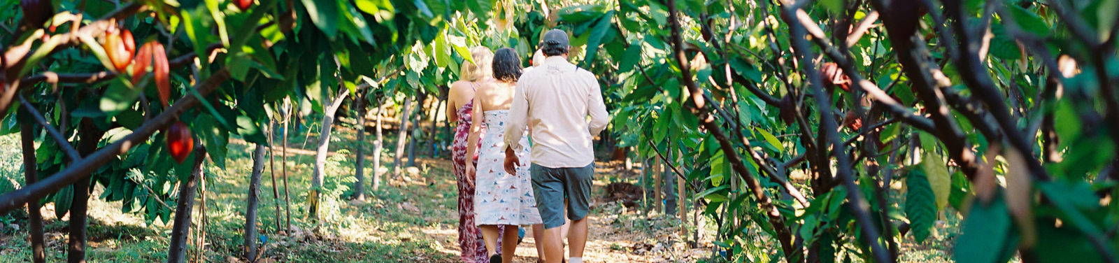 Maui Chocolate Tours