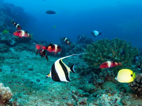 Seasport Divers Kauai Two-Tank Morning Dive 