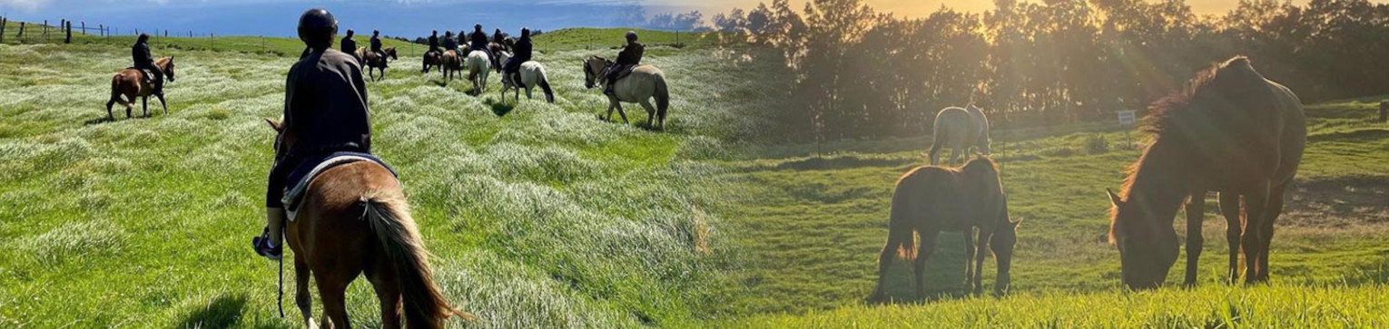 naalapa stables hawaii horseback riding
