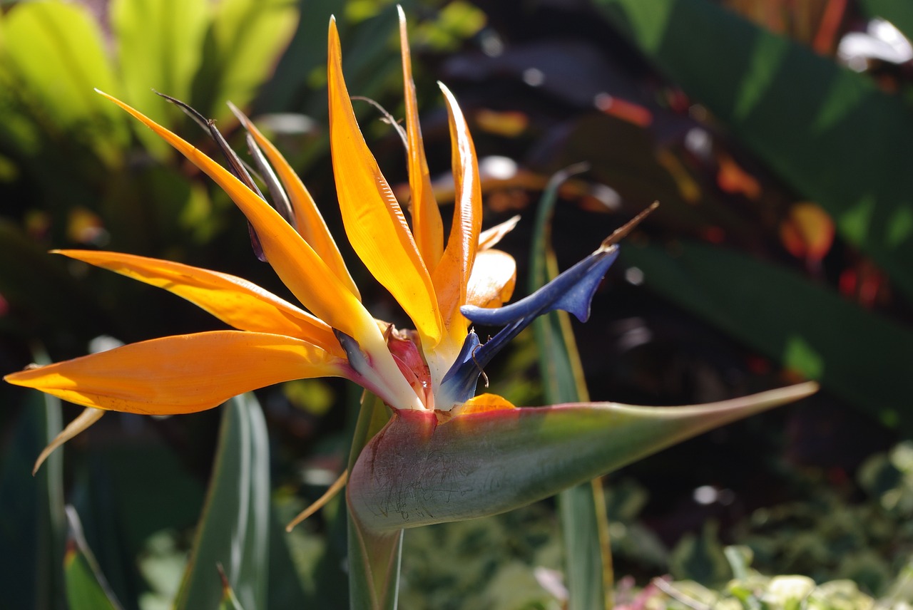 Beautiful Flowers in Hawaii 