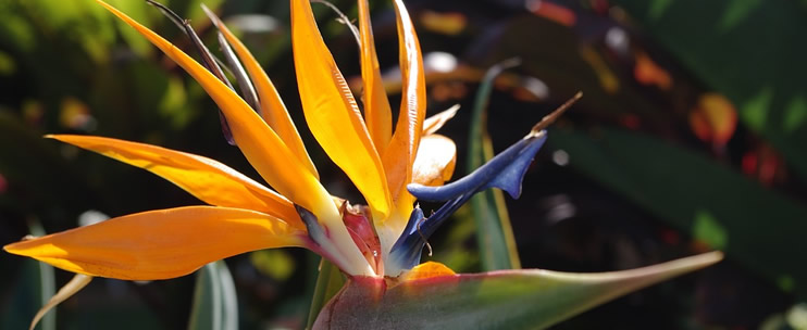 Native Flowers to Discover in Hawaii