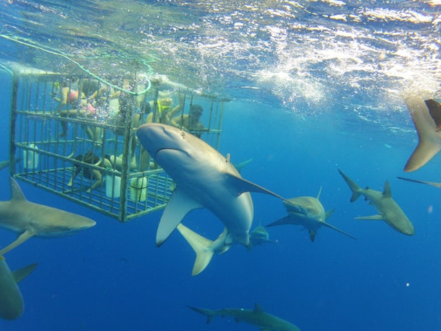 North Shore Shark Adventures 