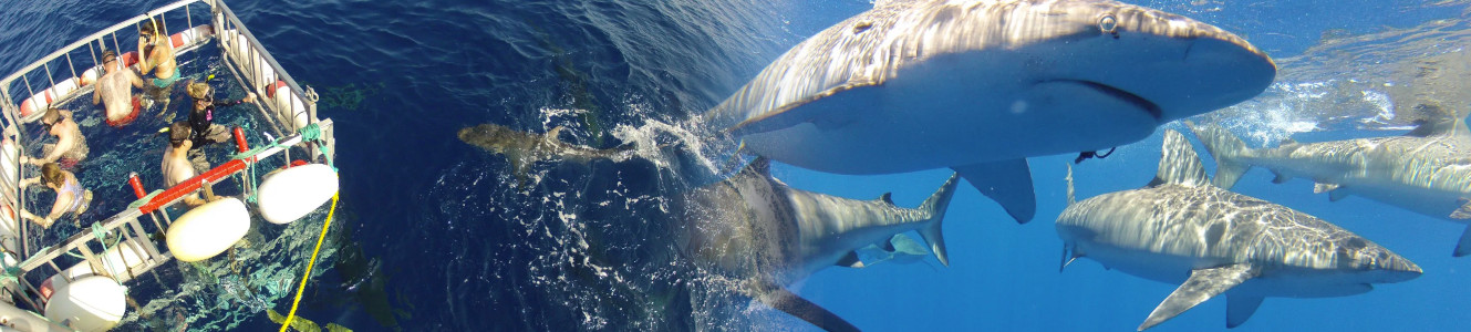 North Shore Shark Adventures Oahu