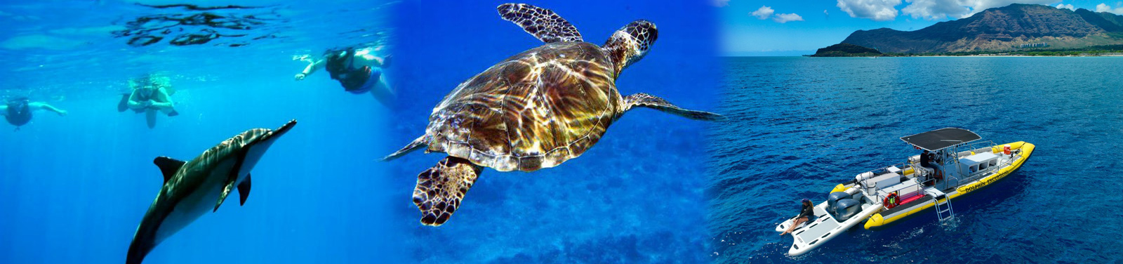 Dolphin Excursions Oahu