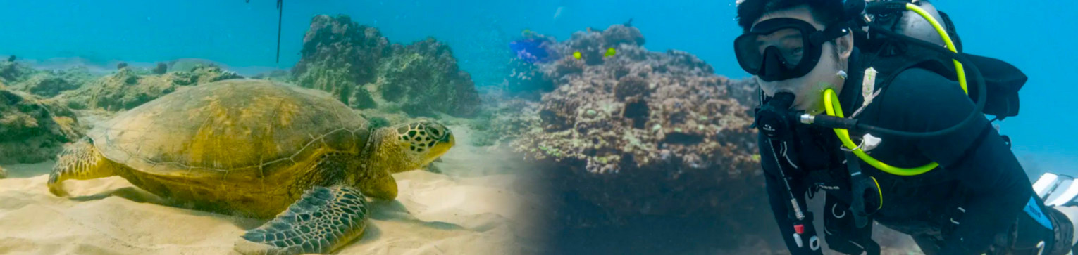 oahu scuba diving waikiki diving