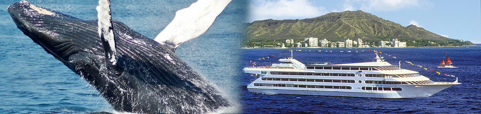 Oahu Whale Watching